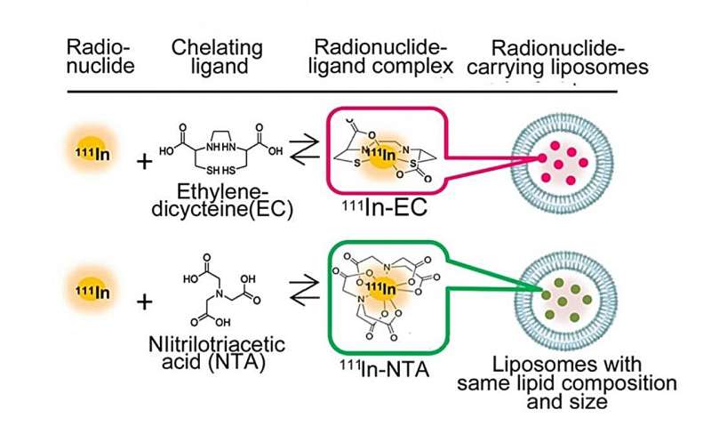 Researchers develop new method that precisely targets cancer lesions while protecting healthy tissues